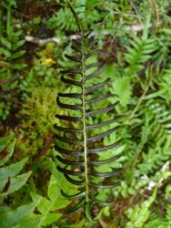 Blechnum deltoides. Fertile frond with straight and falcate pinnae.
 Image: L.R. Perrie © Te Papa CC BY-NC 3.0 NZ